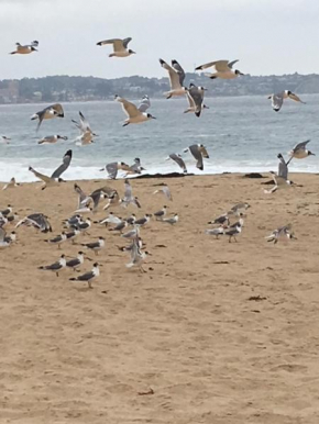 Cabañas en Algarrobo Norte